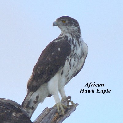 African Hawk Eagle